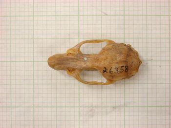 Media type: image;   Mammalogy 26358